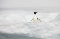 Adelie penguin in Antarctica. © Philip Plisson / Plisson La Trinité / AA18692 - Photo Galleries - Fauna