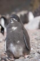 Young Adelie penguin in Antarctica. © Philip Plisson / Plisson La Trinité / AA18693 - Photo Galleries - Fauna