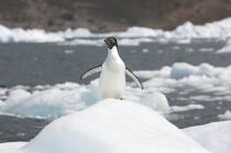 Adelie penguin in Antarctica. © Philip Plisson / Plisson La Trinité / AA18694 - Photo Galleries - Fauna