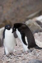 Adelie penguins in Antarctica. © Philip Plisson / Plisson La Trinité / AA18695 - Photo Galleries - Fauna