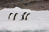 Adelie penguins in Antarctica. © Philip Plisson / Plisson La Trinité / AA18696 - Photo Galleries - Fauna