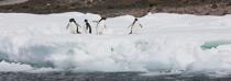 Adelie penguins in Antarctica. © Philip Plisson / Plisson La Trinité / AA18697 - Photo Galleries - Fauna