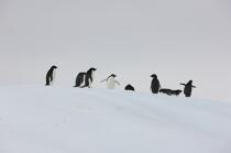Adelie penguins in Antarctica. © Philip Plisson / Plisson La Trinité / AA18698 - Photo Galleries - Fauna