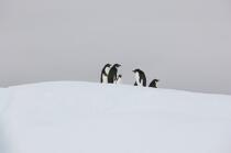Adelie penguins in Antarctica. © Philip Plisson / Plisson La Trinité / AA18699 - Photo Galleries - Fauna