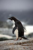 Adelie penguin in Antarctica. © Philip Plisson / Plisson La Trinité / AA18700 - Photo Galleries - Seabird