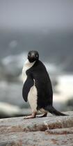Adelie penguin in Antarctica. © Philip Plisson / Plisson La Trinité / AA18701 - Photo Galleries - Fauna