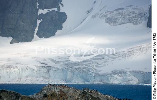 Antarctique. - © Philip Plisson / Plisson La Trinité / AA18753 - Nos reportages photos - Oiseau marin