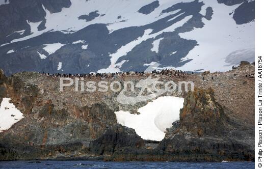 Antarctique. - © Philip Plisson / Plisson La Trinité / AA18754 - Nos reportages photos - Oiseau marin