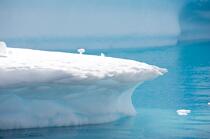 Antarctique. © Philip Plisson / Pêcheur d’Images / AA18756 - Nos reportages photos - Antarctique