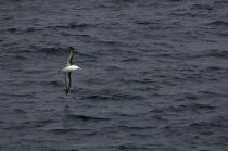 Goéland près du Cap Horn. © Philip Plisson / Plisson La Trinité / AA18837 - Nos reportages photos - Oiseau marin