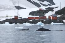Whale in front of Neko base in Antarctica. © Philip Plisson / Plisson La Trinité / AA18857 - Photo Galleries - Fauna and Flora