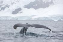 Whale in front of Neko base in Antarctica. © Philip Plisson / Plisson La Trinité / AA18858 - Photo Galleries - Fauna