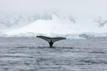 Baleine devant la base de Neko en Antarctique. © Philip Plisson / Plisson La Trinité / AA18859 - Nos reportages photos - Mammifère marin