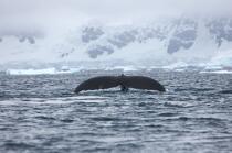 Baleine devant la base de Neko en Antarctique. © Philip Plisson / Plisson La Trinité / AA18860 - Nos reportages photos - Faune