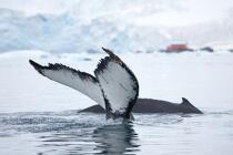 Baleine devant la base de Neko en Antarctique. © Philip Plisson / Plisson La Trinité / AA18861 - Nos reportages photos - Mammifère marin