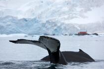 Baleine devant la base de Neko en Antarctique. © Philip Plisson / Plisson La Trinité / AA18862 - Nos reportages photos - Site (Antarctique)