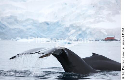 Baleine devant la base de Neko en Antarctique. - © Philip Plisson / Plisson La Trinité / AA18863 - Nos reportages photos - Faune