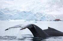 Baleine devant la base de Neko en Antarctique. © Philip Plisson / Plisson La Trinité / AA18863 - Nos reportages photos - Base de Neko