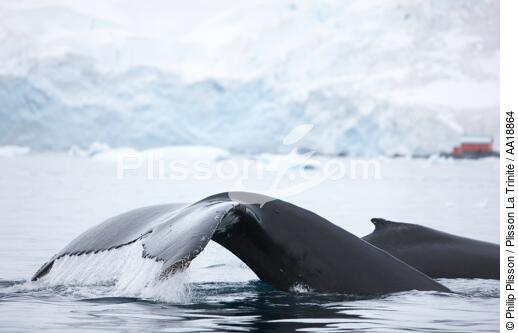 Baleine devant la base de Neko en Antarctique. - © Philip Plisson / Plisson La Trinité / AA18864 - Nos reportages photos - Faune