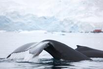 Baleine devant la base de Neko en Antarctique. © Philip Plisson / Plisson La Trinité / AA18864 - Nos reportages photos - Mammifère marin