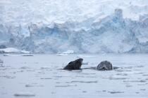 Baleine devant la base de Neko en Antarctique. © Philip Plisson / Plisson La Trinité / AA18865 - Nos reportages photos - Mammifère marin