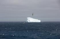 Antarctique. © Philip Plisson / Plisson La Trinité / AA18927 - Nos reportages photos - Oiseau marin