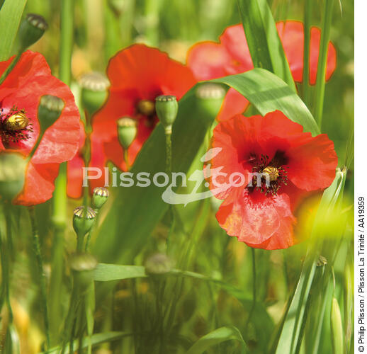 Coquelicots - © Philip Plisson / Plisson La Trinité / AA19359 - Nos reportages photos - Fleur