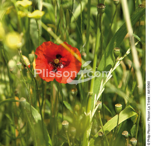 Poppy. - © Philip Plisson / Plisson La Trinité / AA19360 - Photo Galleries - Poppy