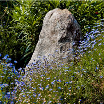 Celtic flowers. © Philip Plisson / Plisson La Trinité / AA19365 - Photo Galleries - Standing stone