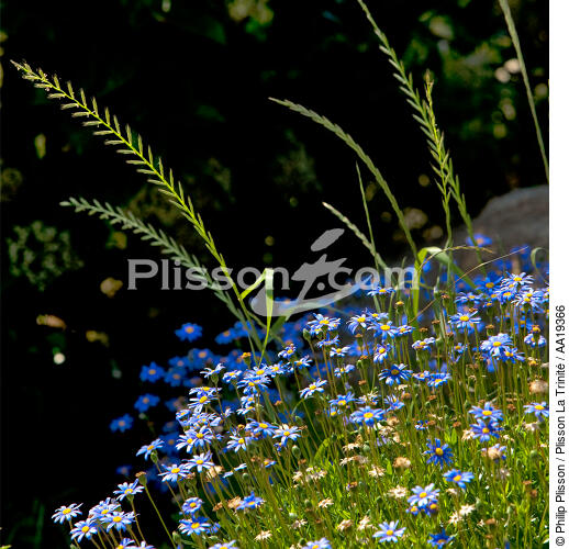 Fleurs celtes. - © Philip Plisson / Plisson La Trinité / AA19366 - Nos reportages photos - Végétal