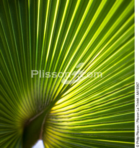 Palmier. - © Philip Plisson / Plisson La Trinité / AA19367 - Nos reportages photos - Arbre