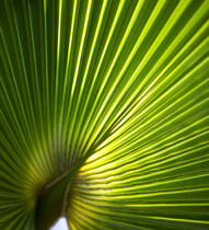 Palmier. © Philip Plisson / Plisson La Trinité / AA19367 - Nos reportages photos - Format carré