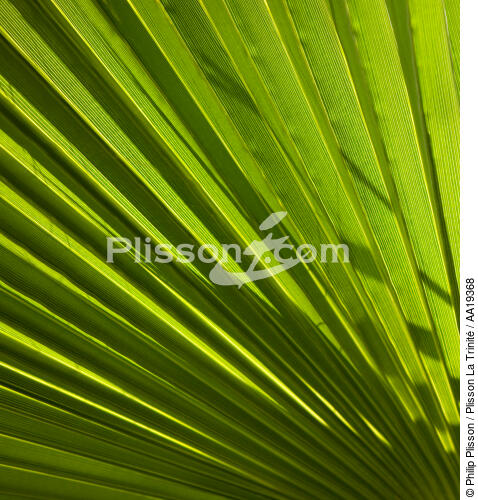 Palmier. - © Philip Plisson / Plisson La Trinité / AA19368 - Nos reportages photos - Végétal