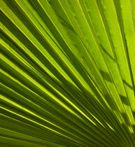 Palmier. © Philip Plisson / Plisson La Trinité / AA19368 - Nos reportages photos - Végétal