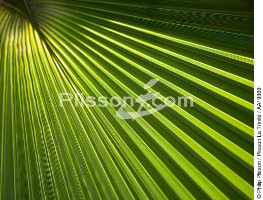 Palmier. - © Philip Plisson / Plisson La Trinité / AA19369 - Nos reportages photos - Végétal