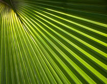 Palm tree. © Philip Plisson / Plisson La Trinité / AA19369 - Photo Galleries - Tree