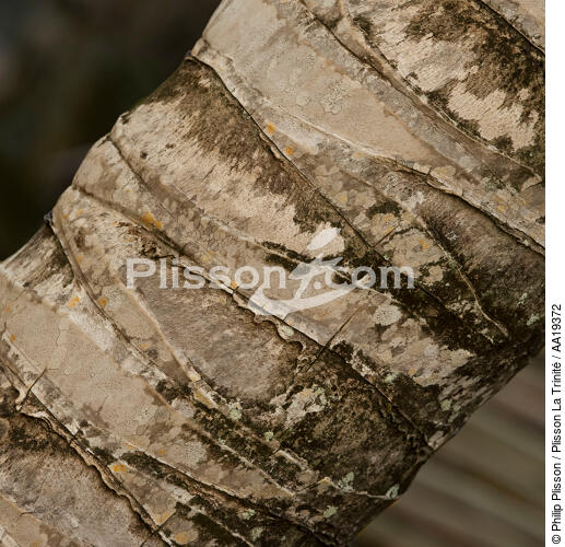Coconut tree. - © Philip Plisson / Plisson La Trinité / AA19372 - Nos reportages photos - Végétal