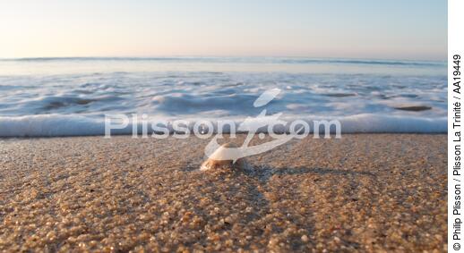 Sur la Plage de Kervilen - © Philip Plisson / Plisson La Trinité / AA19449 - Nos reportages photos - Coquillage