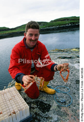 Un pêcheur de langoustines en Ecosse - © Philip Plisson / Plisson La Trinité / AA19536 - Nos reportages photos - Crustacé