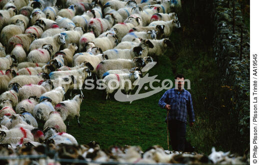 Les moutons dans le paysage des Highlands - © Philip Plisson / Plisson La Trinité / AA19545 - Nos reportages photos - Faune
