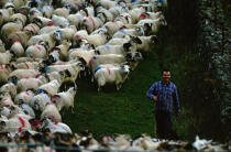 Les moutons dans le paysage des Highlands © Philip Plisson / Plisson La Trinité / AA19545 - Nos reportages photos - Mouton