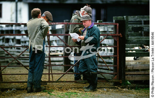 The weekly market sheep Fort William - © Philip Plisson / Plisson La Trinité / AA19546 - Photo Galleries - Fauna and Flora