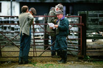 The weekly market sheep Fort William © Philip Plisson / Plisson La Trinité / AA19546 - Photo Galleries - Tradition