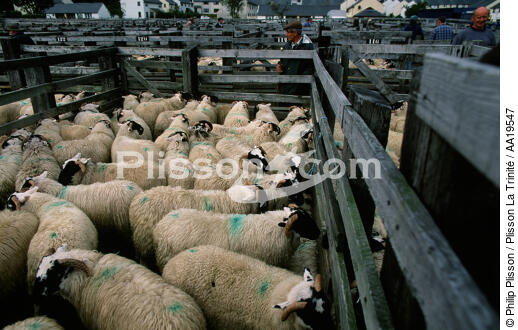 The weekly market sheep Fort William - © Philip Plisson / Plisson La Trinité / AA19547 - Photo Galleries - Fauna and Flora