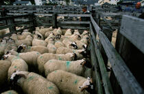 Le marché hebdomadaire aux moutons de Fort William © Philip Plisson / Plisson La Trinité / AA19547 - Nos reportages photos - Marché