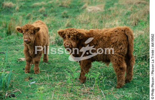Les Angus, race des boeufs des Highlands - © Philip Plisson / Plisson La Trinité / AA19562 - Nos reportages photos - Site [Eco]