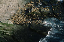 Le troupeau de phoque gris en Ecosse © Philip Plisson / Plisson La Trinité / AA19575 - Nos reportages photos - Phoque