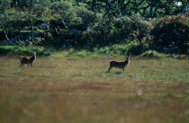 Deer in the Highlands © Philip Plisson / Plisson La Trinité / AA19580 - Photo Galleries - Site of interest [Scot]