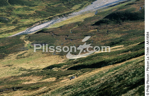 La chasse traditionnelle aux cerfs dans les Highlands - © Philip Plisson / Plisson La Trinité / AA19584 - Nos reportages photos - Mammifère