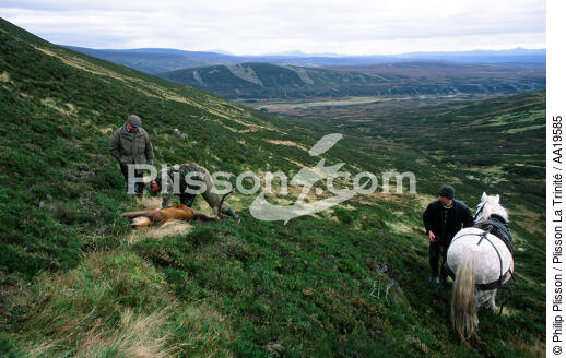 Traditional hunting stag in the Highlands - © Philip Plisson / Plisson La Trinité / AA19585 - Photo Galleries - Scotland